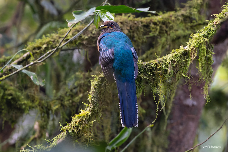 Uganda birding safari tour in Bwindi impenetrable park